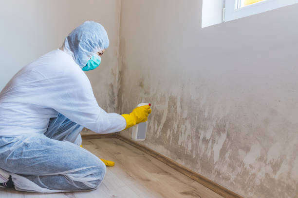 Licensed Mold Remediation service in Leander, TX - WQB Mold Removal